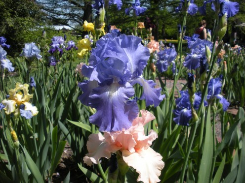 Photo 12 - More pastel blooming irises blooming in the iris garden in Missouri.