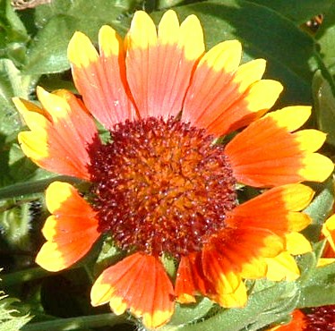 Flowery inspiration for "Candy Corn Flower" Haiku poem. I didn't know the real name of this flower until Homesteadbound clued me in. It's called Indian Blanket, & it's the state wildflower of Oklahoma. Blooms summer to late fall. 