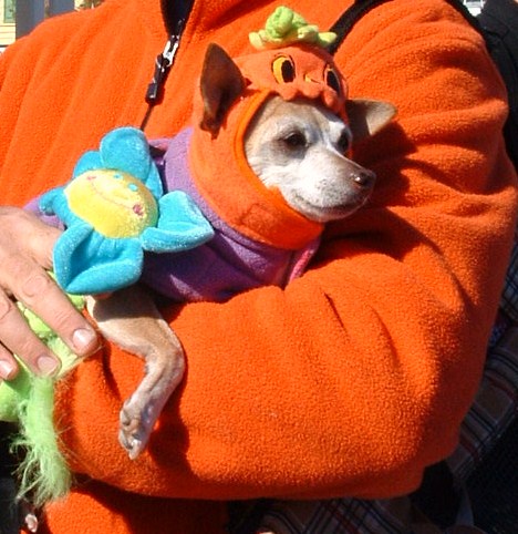 In response to Linus Van Pelt's quote about the Great Pumpkin: "I don't care about the Great Pumpkin. I'd rather have a little pumpkin just like this cute doggie."