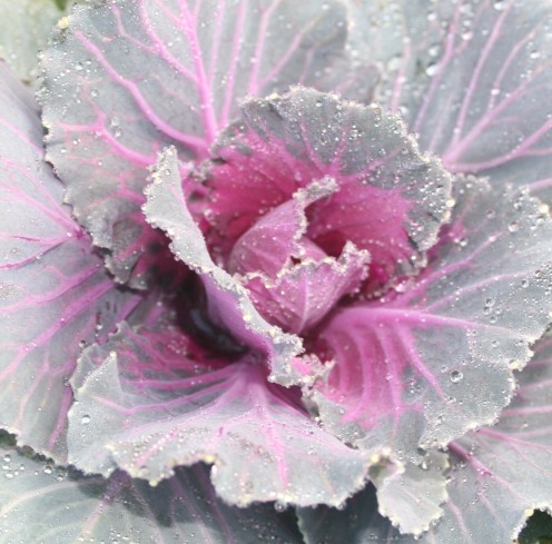 Flowering cabbage is a pretty filler for an autumn mixed container garden.