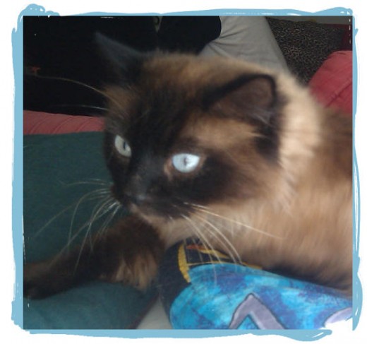 This is a beautiful cat, no doubt about it. But would he be right for you? Plays rough, play scratches and play bites.