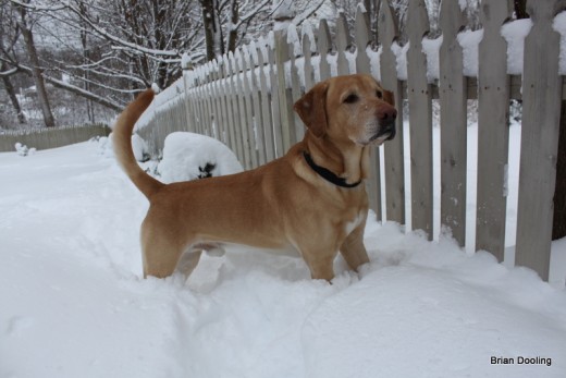 Marley waiting for his friend/neighbor/cousin at the fence after a snow storm. 