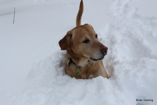 The snow was so deep last January (2011) Marley, a mid size dog, could lay in it up to his neck!