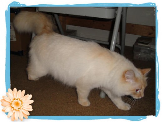 This beautiful kitty cat had surgery to remove her right back leg.