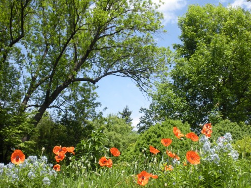 Photo 14 - Another flower garden, that includes orange poppies and blue flowers of some kind. 