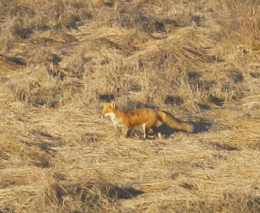 The Fox.  