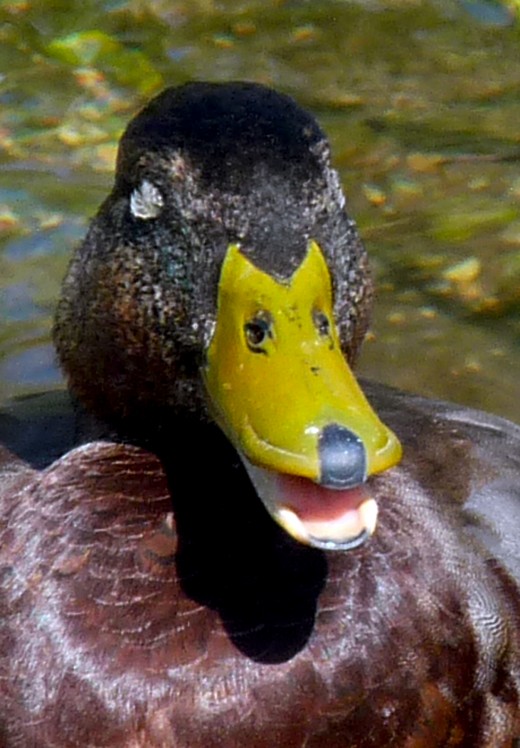 Have you noticed the beak of a duck looks like a dogs face ?