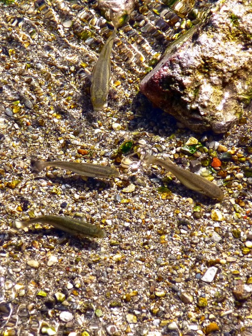 Small fish darting about in the lovely clear water of the Rio Amadoria