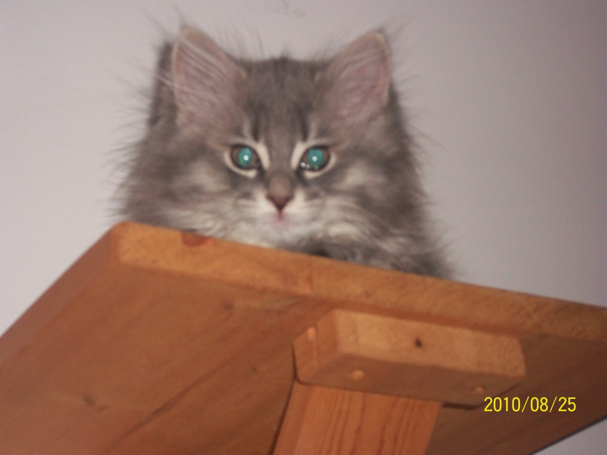 Picture of Fuzzball. She managed to climb up to a very high shelf we have in the house. 