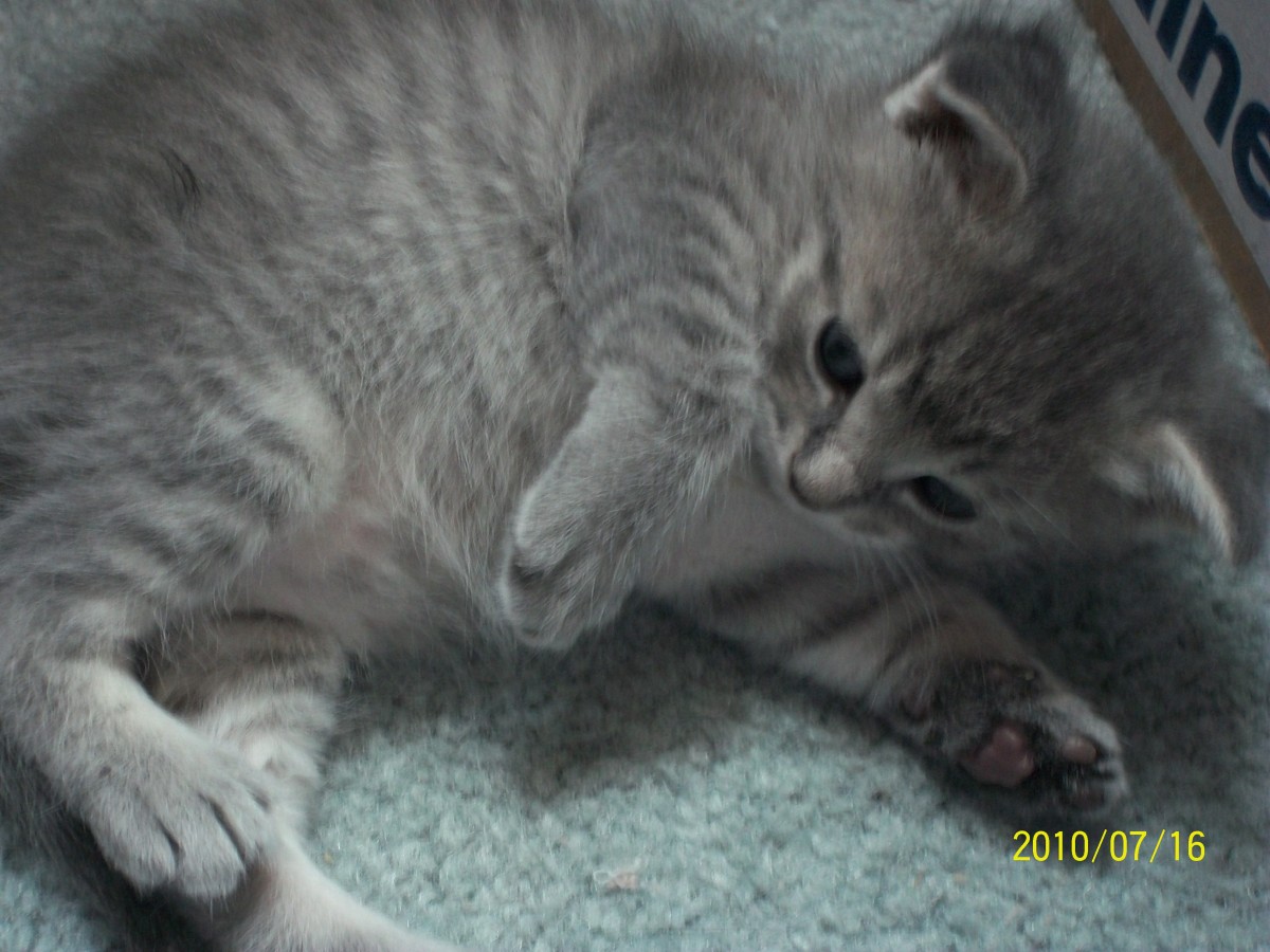 One of the kittens named Misha. She looks a lot like me! 