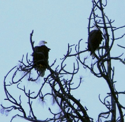 The mighty treasured eagle knows a world we may not see, until we learn to fly, higher than a mountain. Its natural expertise is formed in a nest of stick, and the soft feathering of its caretaker.