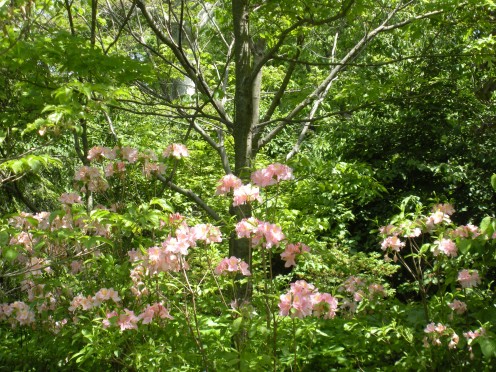 Some pink rhododendron flowers growing in a woodland garden.
