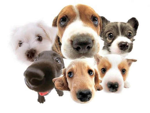So many breeds!  How do you choose?