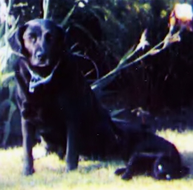 Fred and Percy in the garden
