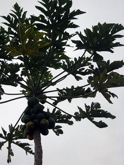 Papaya Tree with fruit Copyright Ruth Kongaika