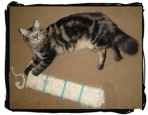 Although a pole is ideal, as a secondary scratcher, even something as simple as this rope wrapped board are loved by cats. This one is one of my cat's favorites. They lay down next to it, grab it and scratch it with their hind legs.