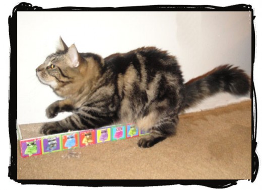 Here's a photo of one of my cats using the cardboard cat scratcher. He loves it!!