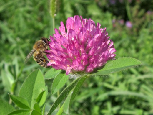 Bee on Red Clover – photo by timorous