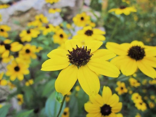 Black-eyed Susan – photo by timorous