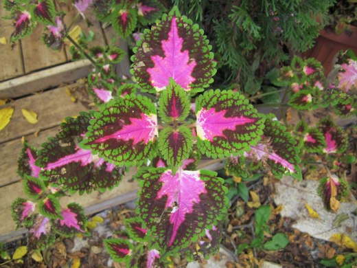 Coleus – photo by timorous