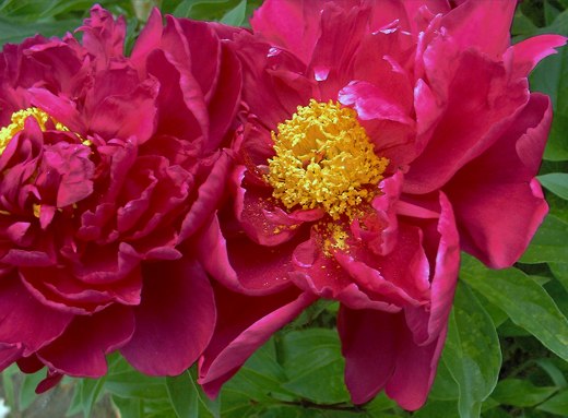 Deep red Peonies – photo by timorous