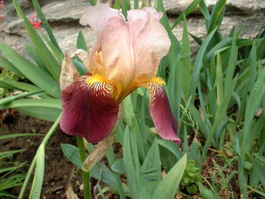 Burgundy creme Bearded Iris – photo by timorous