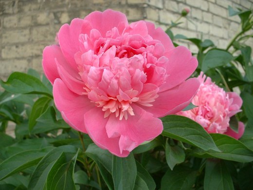 Pink Peony – photo by timorous