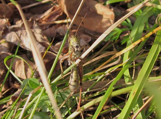 Grasshopper – photo by timorous