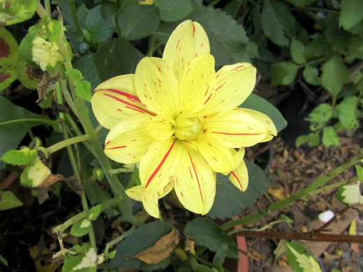 Yellow Dahlia – photo by timorous