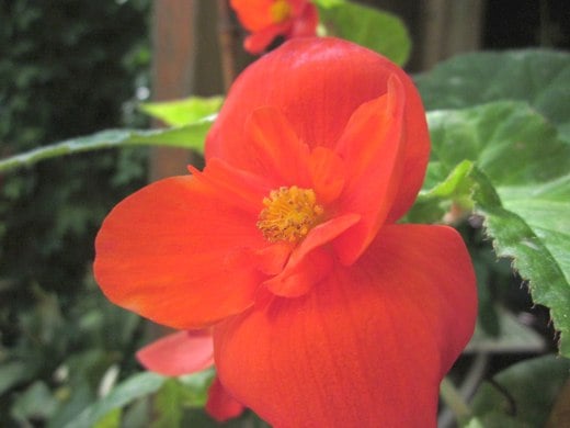 Orange Begonia – photo by timorous