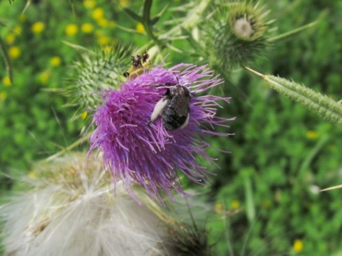 2 Insects on a Purple Thistle – photo by timorous