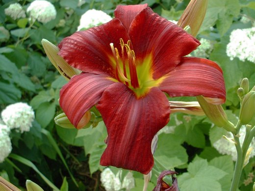 Burgundy Daylily – photo by timorous