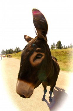 http://s4.hubimg.com/u/5712291_f248.jpg