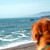 Dog Ocean Vista