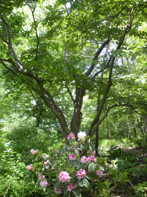 I love how this shady garden scene looks.  This seems like a great place to unwind after a long day.  