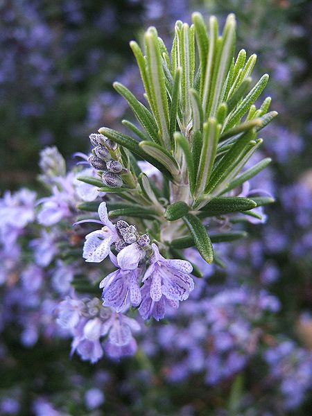 Blooming Rosemary