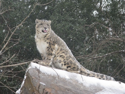 Snow Leopard - Binder Park Zoo