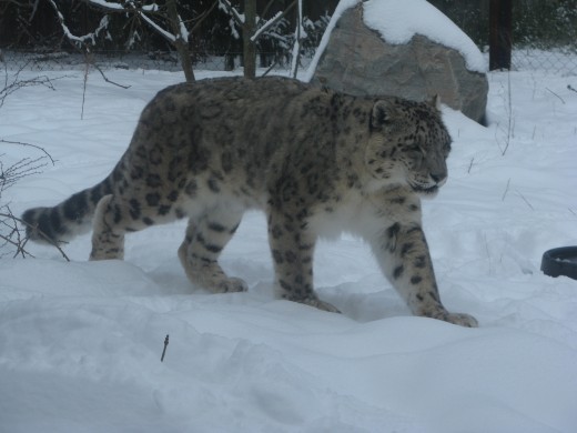 Snow Leopard - Binder Park Zoo