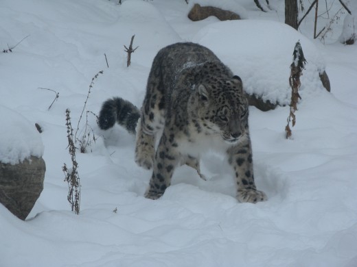 Snow Leopard - Binder Park Zoo