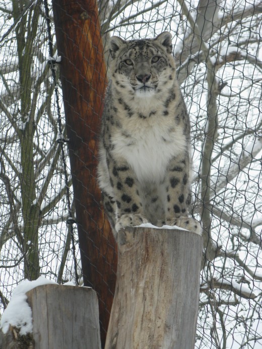 Snow Leopard - Binder Park Zoo