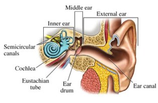 The ear canal.