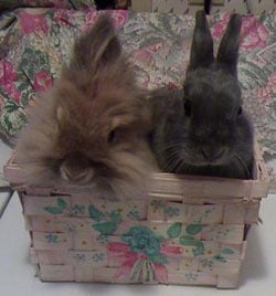 Zeus and Barnaby on Easter.