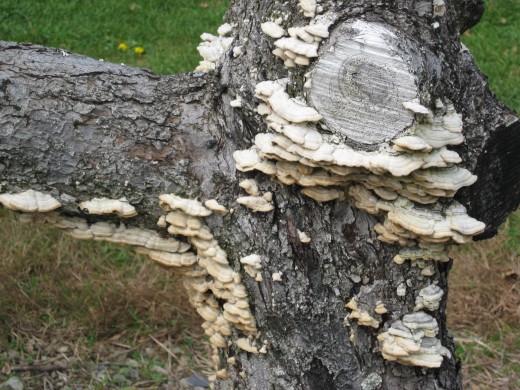 mushrooms?