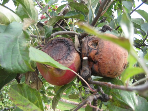Most of the Indareds are picked.  These two are severely damaged.