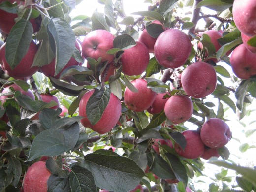 Red Delicious - good for picture taking and the trees and apples are beautiful but the taste was just ok compared to other varieties. 
