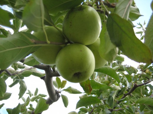 Golden Delicious - Sweet, juicy and crisp - very delicious!