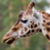 ZeldaQueenPetCost profile image