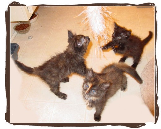 Kittens I fostered. All of these were from one litter.