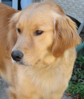 Two of theses wise dogs were old man's best friends