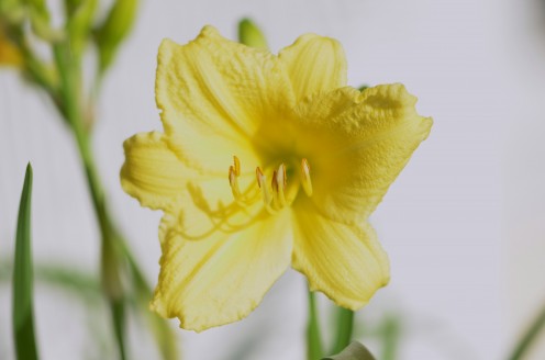Photo 4 - Yellow Daylily